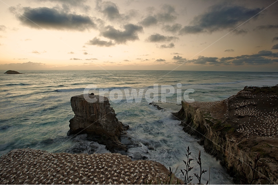 뉴질랜드,오클랜드,해변,무리와이,가넷,일몰,자연,풍경,nature,landscape