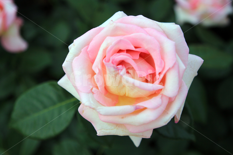 장미,꽃,flower,장미꽃,rose,꽃잎,꽃망울,꽃송이