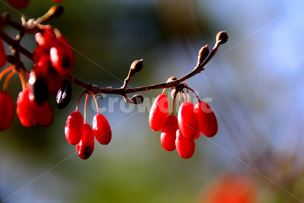 식물,나무,열매,산수유,과일,과일,열매,fruit