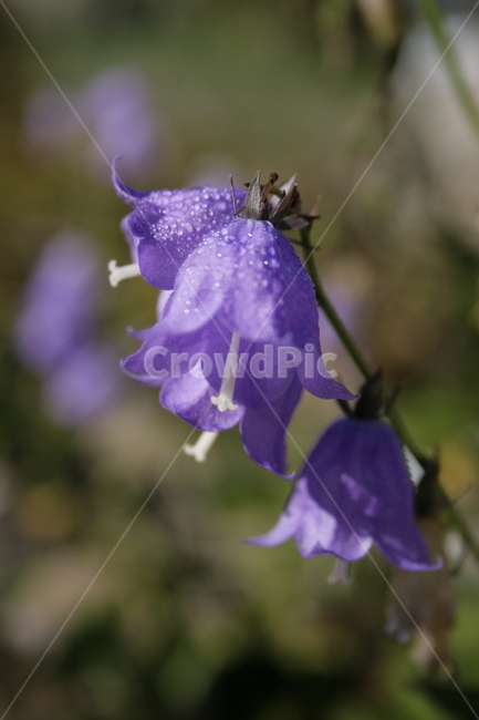 당잔대,꽃,식물,color,flower,식물,자연,plants,nature,꽃,flower