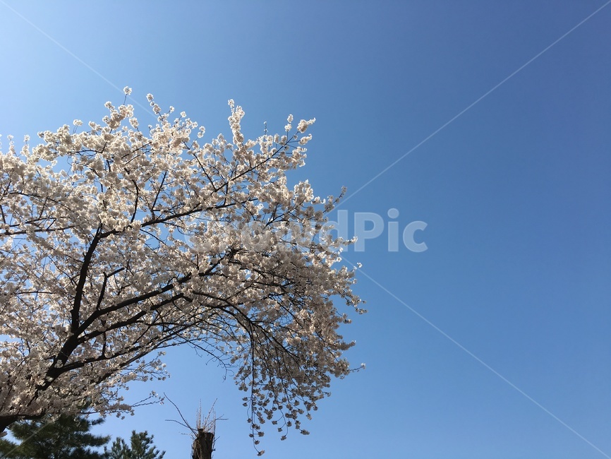 벚꽃,하늘,파랑,벚꽃놀이,벚꽃엔딩,봄,계절,spring,season,plant,식물