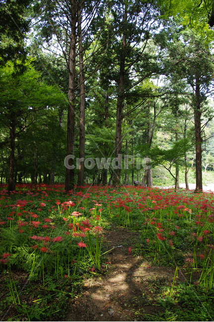꽃무릇,꽃밭,숲,color,flower,자연,풍경,nature,landscape,tree,나무,plant,식물