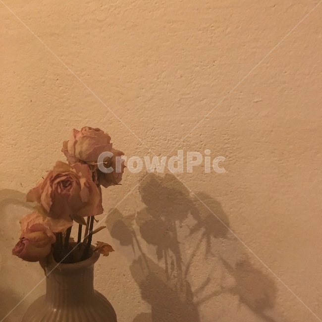 감성,장미,rose,그림자,cozy,경주,황리단길
