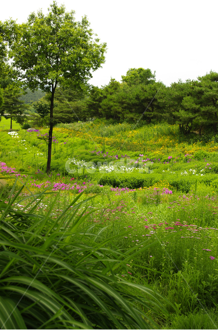 꽃,식물,flower,color,nature,자연,나무,꽃밭,자연,풍경,nature,landscape,outdoors,옥외,grassland,목초지,field,들,farm,농장,rural,농촌