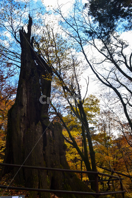 번개,나무,번개맞은나무,가야산,해인사,오래된나무,식물,자연,plants,nature,나무,trees,wood
