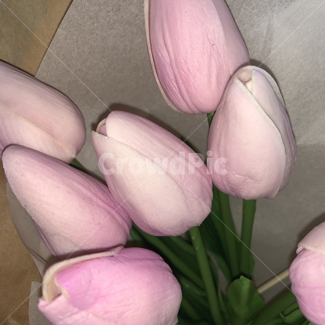 튤립,꽃,핑크,flower,tulip,romantic,로맨틱,식물,선물