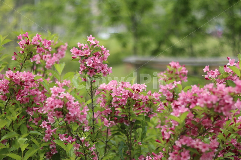 붉은병꽃나무,5월,맑음,자유,빛,봄,계절,spring,season,식물,자연,plants,nature,꽃,flower,geranium,제라늄,plant,blossom