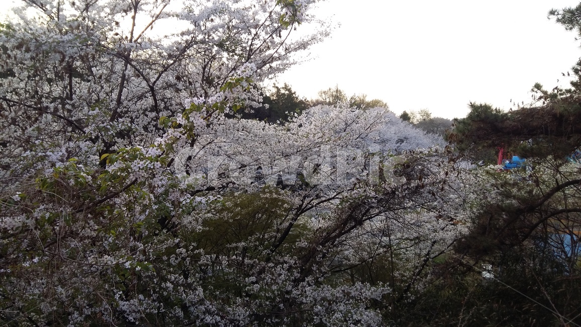 식물,꽃,벚꽃,풍경,자연,감성,힐링,plant,flower,blossom,cherryblossom,landscape,nature,sensible,feeling,healing