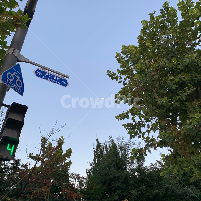 신호등,신호,나무,tree,달,moon,sky,푸른하늘,하늘,자연,nature,옥외