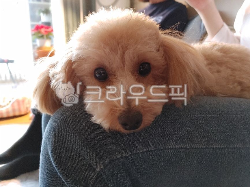 강아지,푸들,반려견,애완견,애완동물,귀여움,poodle,사랑스러움,pat,pet,애기,dog,개,animal,동물,포유류,mammal,아기,아기강아지,새끼강아지,새끼