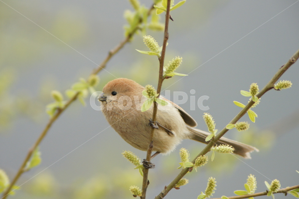 붉은머리오목눈이,조류,새,텃새,새싹,동물,animal,조류,새,birds