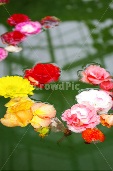꽃,식물,flower,plant,color,식물,자연,plants,nature,꽃,flower
