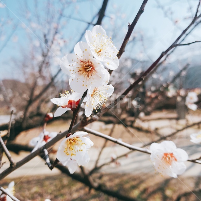 매화,봄,꽃,매화꽃,꽃축제,flower,식물