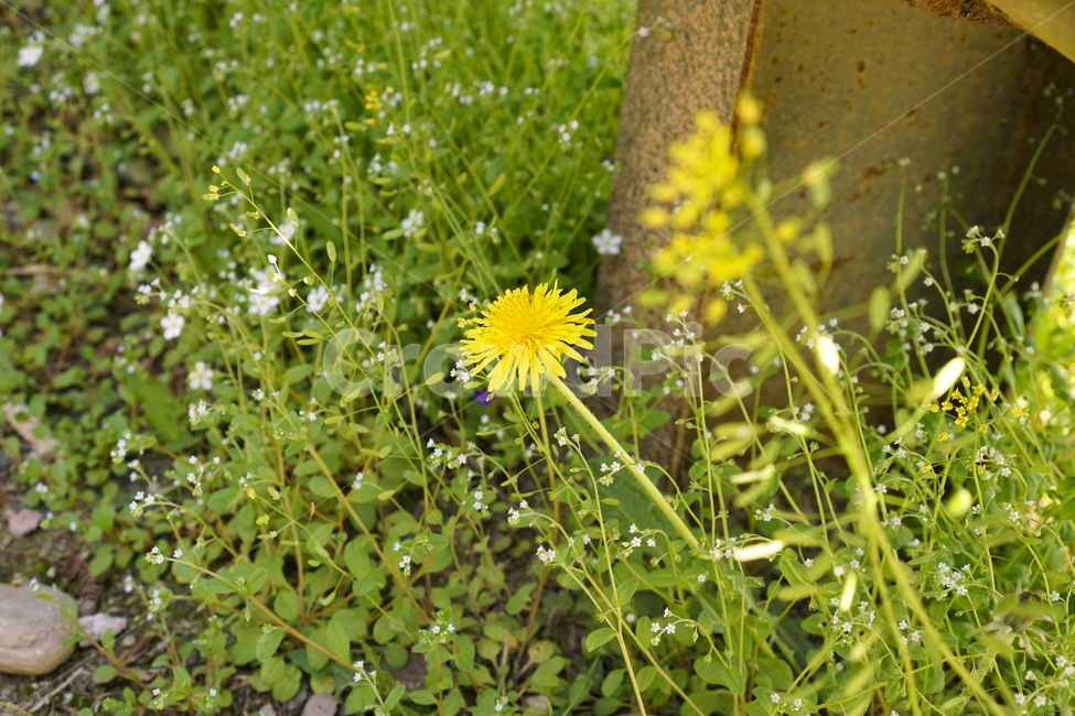 꽃,식물,봄,자연,감성사진,flower,plants,nature