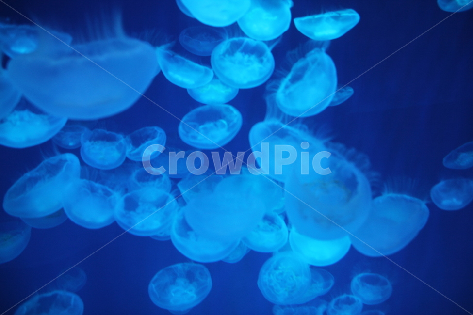 해파리,jellyfish,해파리수영,해양동물,수중해파리,아쿠아리움