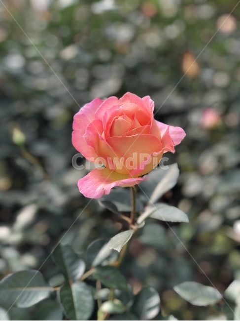 장미,로즈,꽃,rose,식물