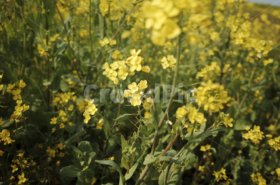 유채꽃,유채,plant,식물,flower,꽃,yellow,green,봄꽃,노란꽃,노란,초록,노랑