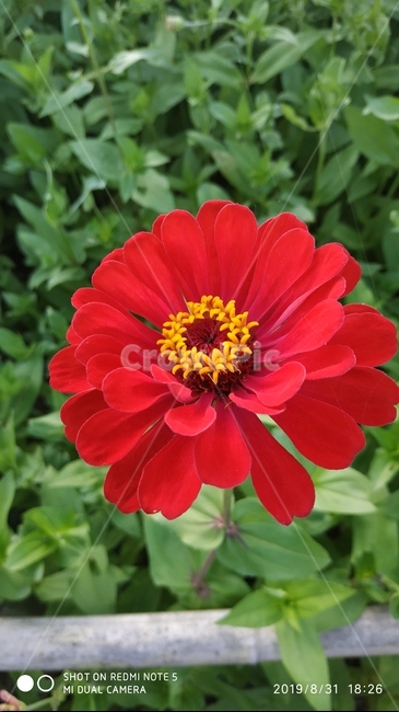 plant,식물,pollen,화분,백일홍,빨강,빨간꽃