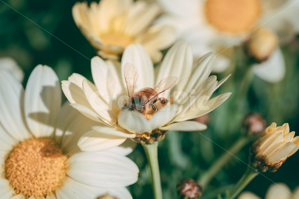꽃,flower,식물,야생화,데이지,벌,꿀벌,곤충,봄,계절,spring,season