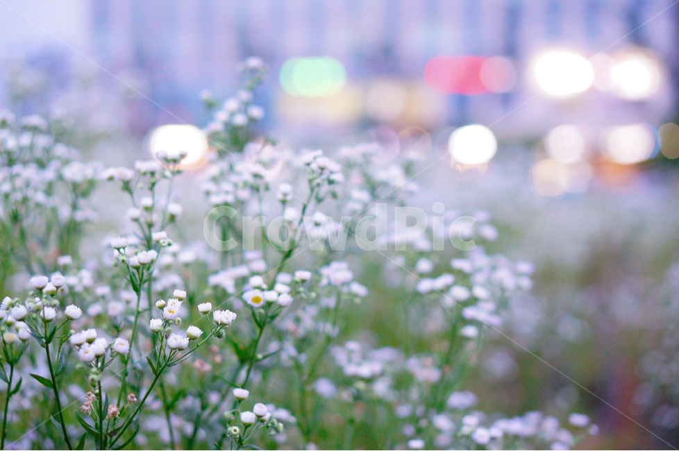 개망초,꽃,밤,야경,불빛,보케,식물,자연,plants,nature,꽃,flower,감성,sensible,feeling
