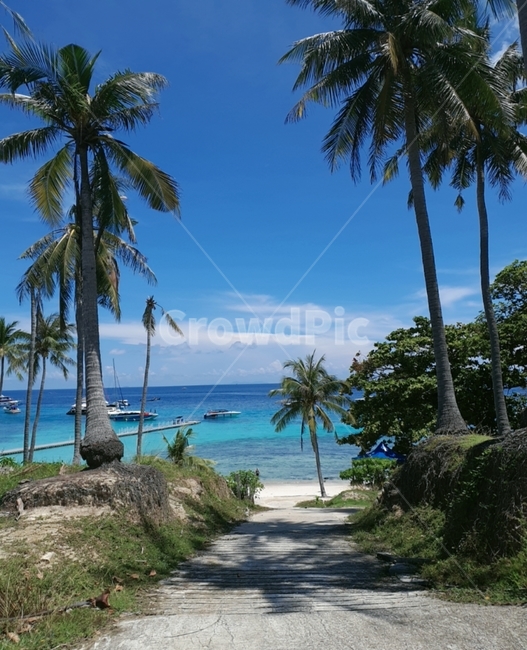 야자수,푸른바다,나무,해변,옥빛,tropical,여름