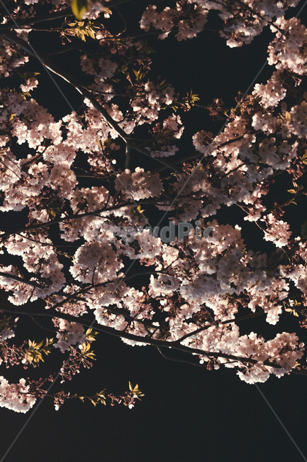 sky,pink flowers,blue sky,sakura,blossom,wallpaper,clear sky,night,night cherry blossoms,scenery,spring,spring flowers,cherry blossoms,ppt background,lock screen,night sky,Wallpaper,white cherry blossoms,emotional photo
