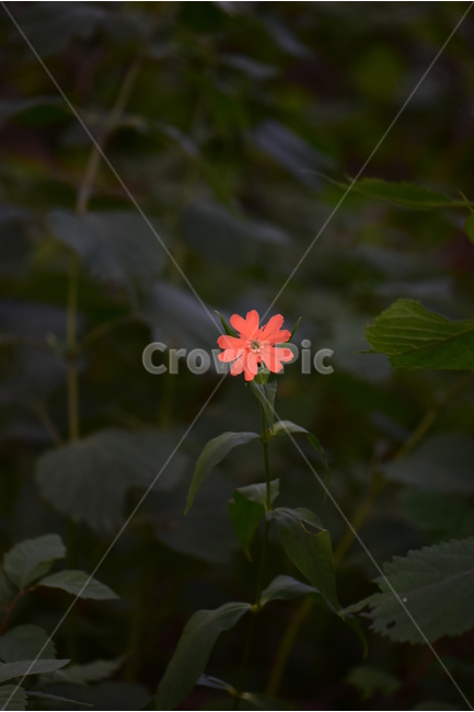 동자꽃,야생화,식물,자연,꽃,생태,힐링,플라워,wildflower,flower,plants,nature,season,감성,느낌,emotion,feeling,여름,오렌지색,여러해살이풀,석죽과,동자꽃속,식물,자연,plants,nature,꽃,flower