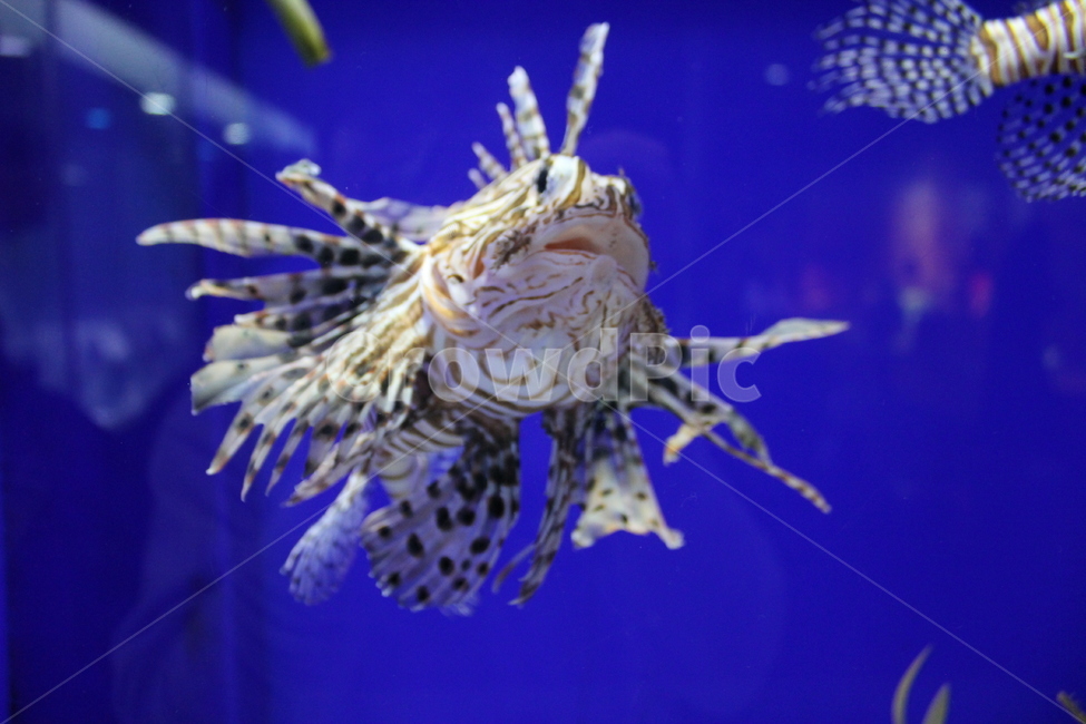 물고기,아쿠아리움,수족관,어항,해파리,파란색,동물,animal,어류,물고기,fish