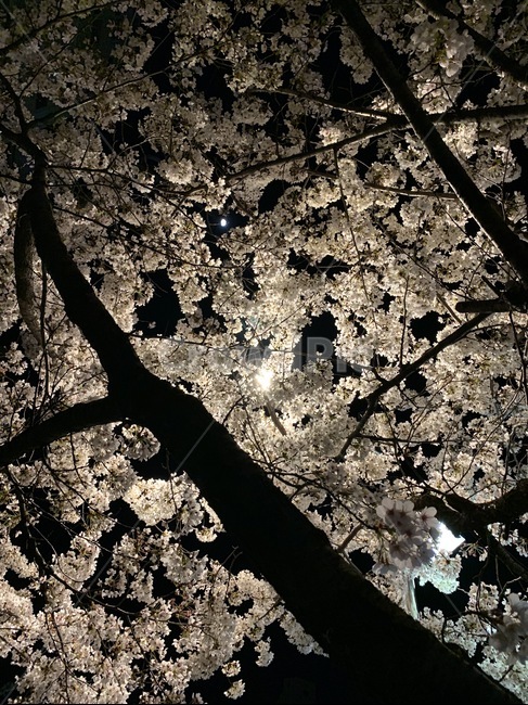 벚꽃,꽃,밤,night,flower,cherryblossom,blossom,plant,식물