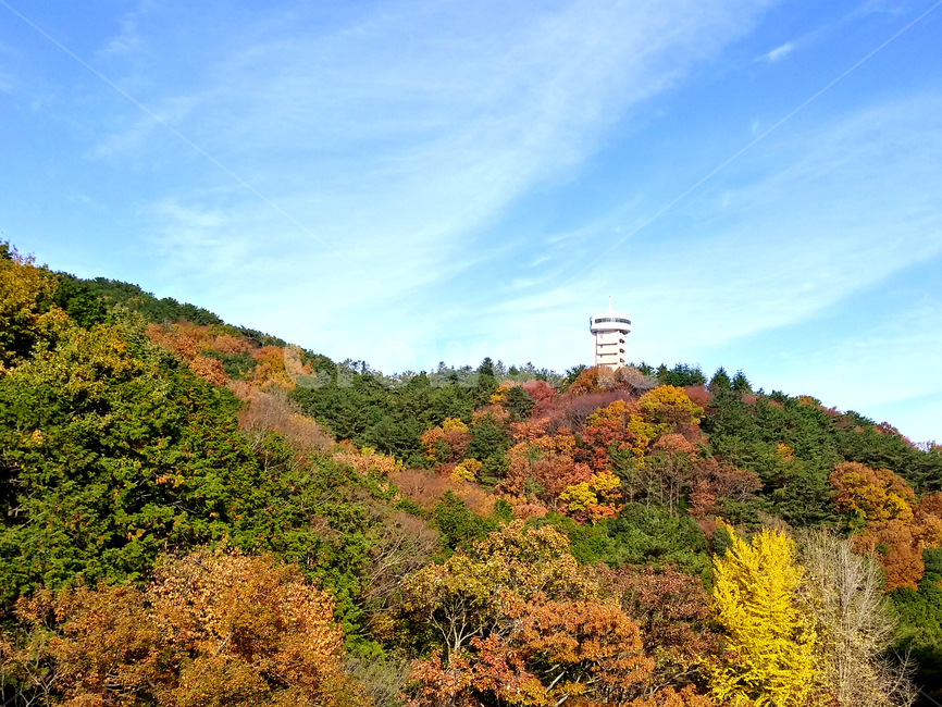 nature,옥외,outdoors,자연,단풍,가을,하늘,푸른하늘,계절,season,autumn,tree,forest,나무,숲,산