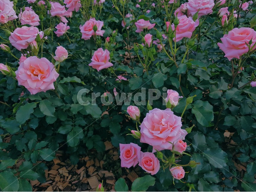 꽃,장미,장미꽃,정원,분홍장미,감성,5월