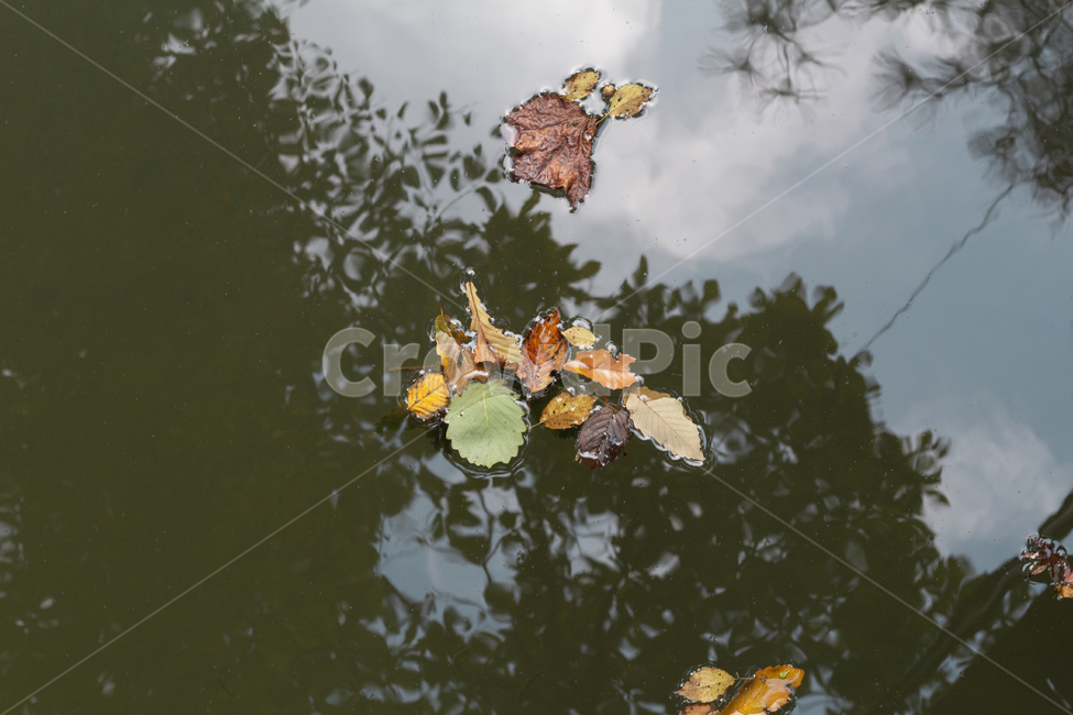 잎,식물,leaf,plant,nature,자연
