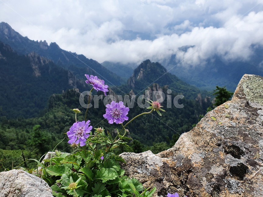 식물,꽃,geranium,blossom,산,자연,풍경
