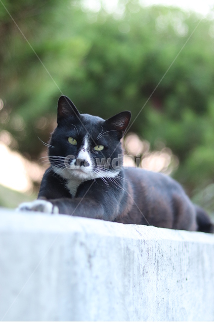 고양이,야생동물,아웃포커싱,귀여운,누워있는,동물,animal,포유류,mammal,고양이,cat,kitten,kitty
