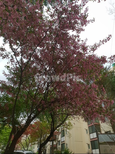 벚나무,벚꽃나무,나무,자연,큰나무,키큰나무,봄,꽃잎나무,핑크,분홍,쟂빛,수려한,수려함,아름다움,웅장한,봄나무,봄꽃,꽃나무,분홍꽃나무,시원한,시원한바람,바람나부끼는나무,화려한나무,화려함,설레이는