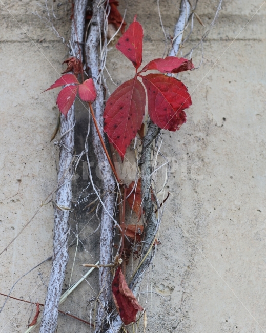 담쟁이,가을,자연,벽,단풍,가을,계절,fall,autumn,season,식물,자연,plants,nature,leaf,잎,plant