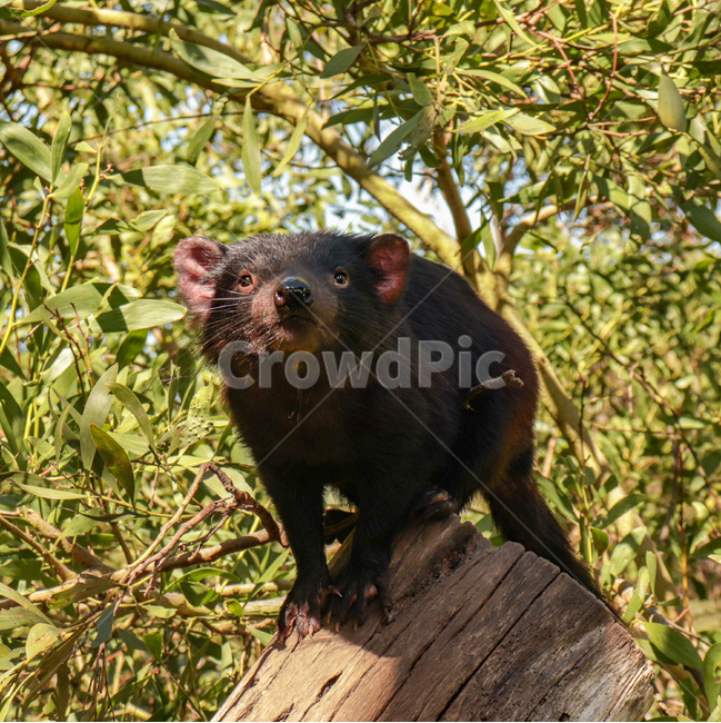 타즈매니아데빌,tasmaniandevil,타즈매니아,tasmania,멸종위기동물,호주동물,austraila,animal,멸종위기