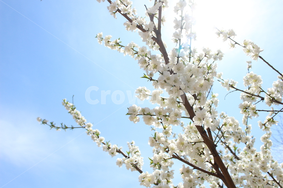 꽃,벚꽃,하늘,자연,식물,봄,flower,sky