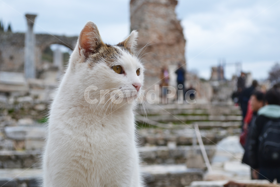 고양이,길고양이,길냥이,cat,streetcat,동물,animal,야생고양이,kitten,kitty,wildcat,동물,animal,포유류,mammal,고양이,cat,kitten,kitty