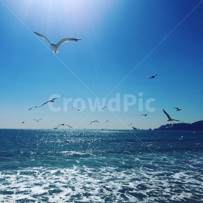바다,파도,여름,갈매기,부산,사진,비행,여행,하늘,구름,오륙도,자연,풍경,nature,landscape,동물,animal,조류,새,birds,bird,flying,나는,adventure,모험,leisure activities,레저 활동