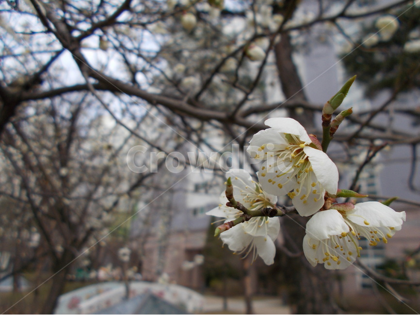 벚꽃,봄,노랑,꽃,울타리,자연,생명,흰색,봄,계절,spring,season,식물,자연,plants,nature,꽃,flower,plant