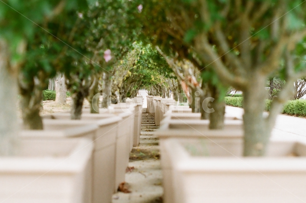 자연,화단,배경,풍경,색감,터널,감성,초록,소실점,느낌,식물,자연,plants,nature