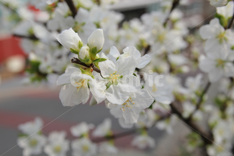 앵두나무,힌꽃,봄꽃,나무,식물,유실수,앵두,과일,plant,flower,blossom,꽃