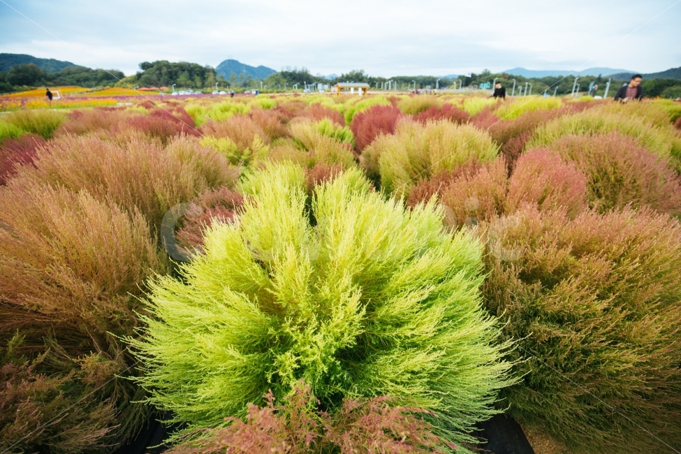 나리공원,가을,단풍,코키아,감성,자연,풍경,nature,landscape,한국자연풍경,한국자연경관,korea nature landscape,plant,식물,bush,부시,vegetation,초목,tree,나무,person,사람,human,인간