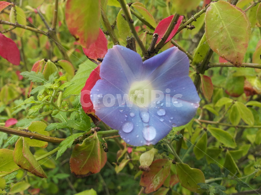 식물,꽃,flower,geranium,plant,blossom,식물,자연,plants,nature,꽃,flower