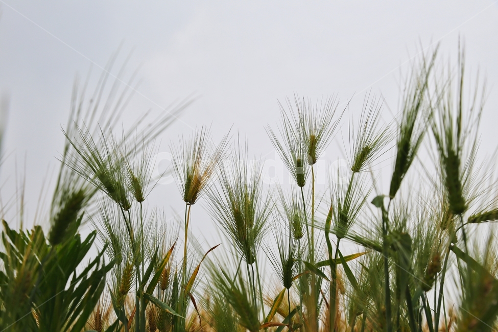 보리,청보리,청보리수확,청보리재배,하늘보리,식물,자연,plants,nature