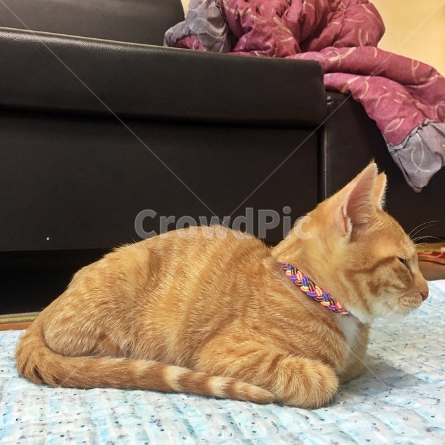고양이,잠자는고양이,코리아숏헤어,코숏,식빵자세,노란고양이,치즈코숏,캣초딩,아깽이,길고양이,cat,반려묘,반려동물,animal,동물,animal,포유류,mammal,고양이,cat,kitten,kitty