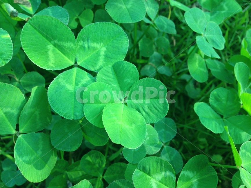 네입클로버,식물,자연,그린,clover,plants,nature,green,식물,자연,plants,nature