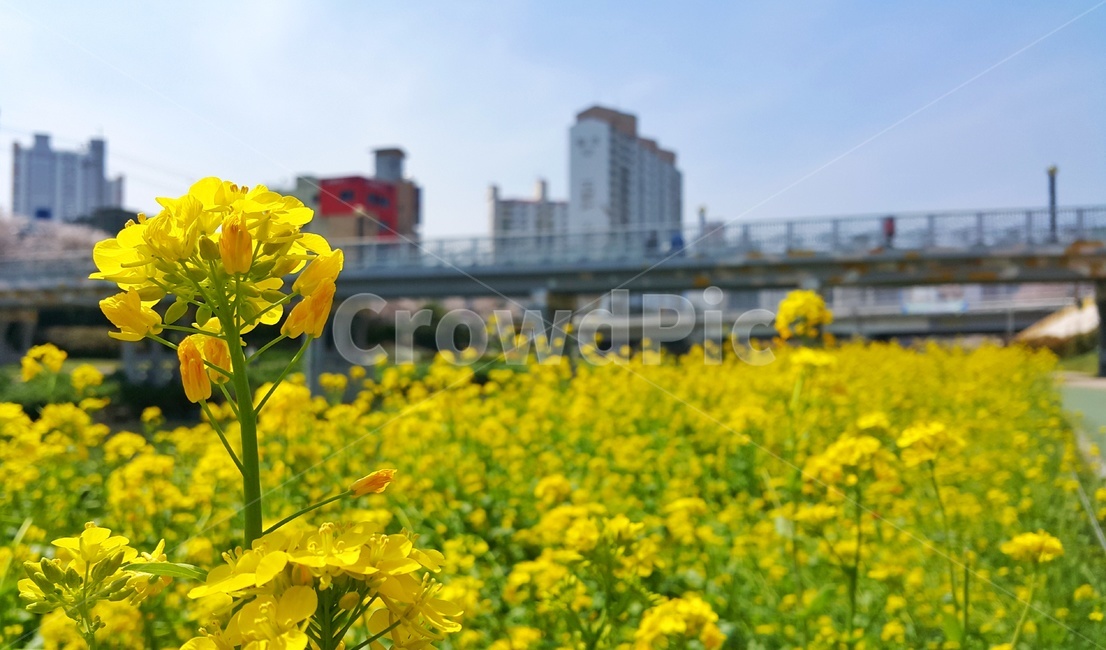 꽃,유채꽃,노란색,flower,봄,식물,자연,plants,nature,꽃,flower