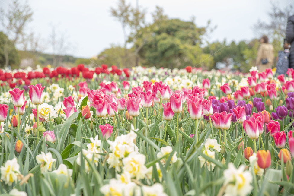 봄꽃,꽃,튤립,꽃밭,튤립축제,봄,계절,spring,season,식물,자연,plants,nature,꽃,flower,plant,blossom